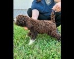 Lagotto Romagnolo, dostupni štenci